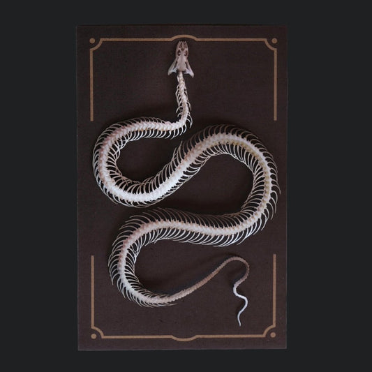 Temptress Snake Skeleton by Moth and Myth